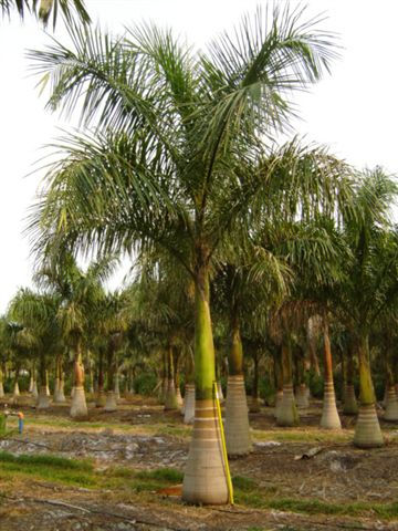 Robust Royal Palms