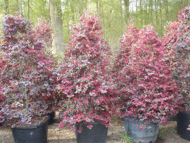 ERS Loropetalum