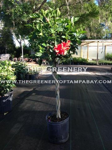 Braided Tricolor Hibiscus