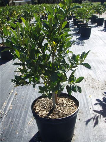 Gardenia