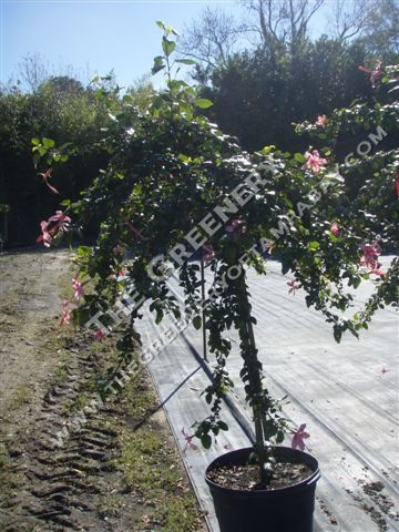 Hibiscus Tree