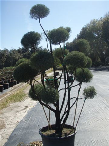 Specimen Topiary