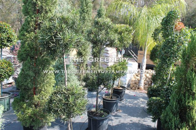 Balled Podocarpus