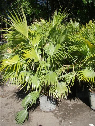 Chinese Fan Palm