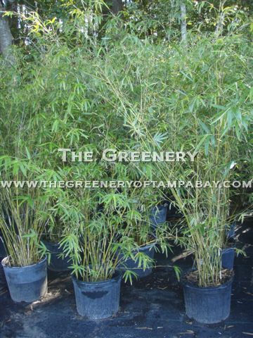 Golden Goddess Bamboo