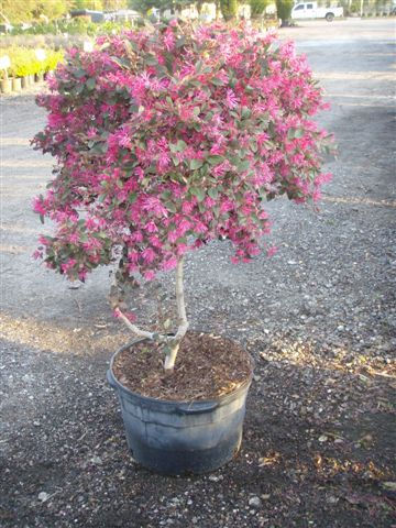 Loropetalum Bonzai