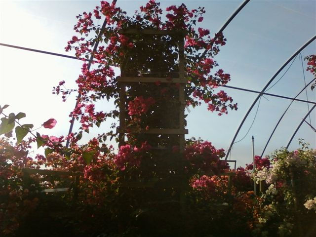 Bougainvilla 10ft Ladder Trellis