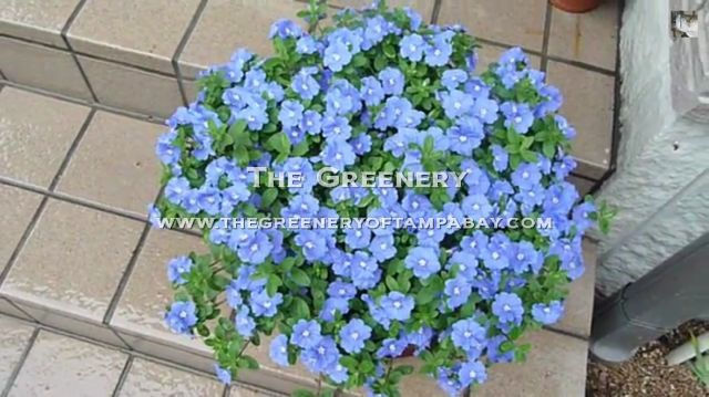 Blue My Mind