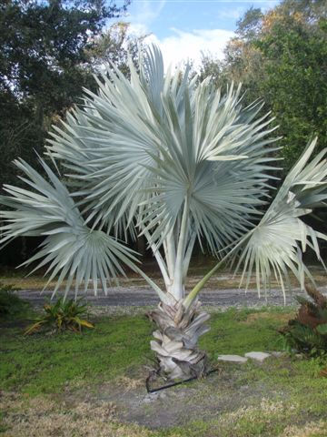 Bismarkia Palm