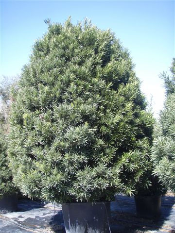Specimen Podocarpus