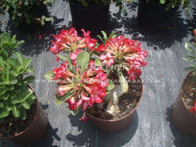 Desert Rose