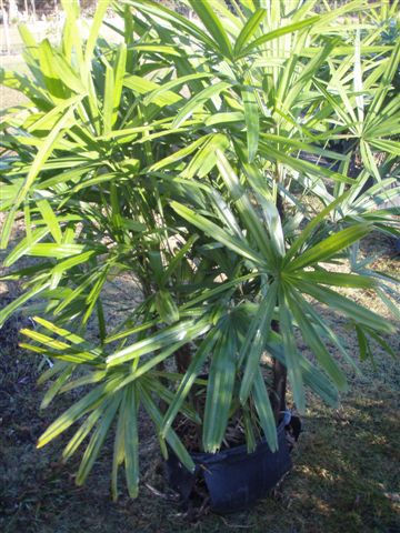 Rhaphis Palm