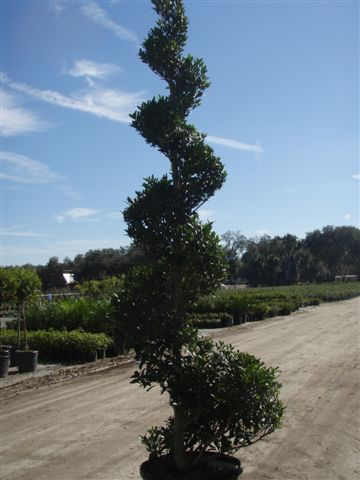 Elaeocarpus Spiral Topiaries