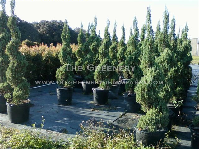 Blue Point Juniper