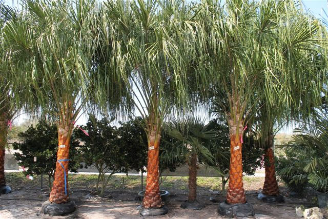 Ribbon Palm