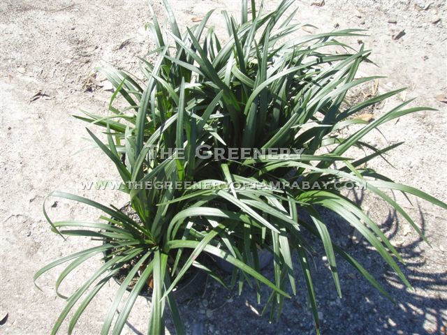 Lirope Evergreen Giant