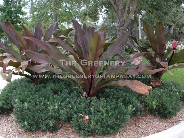 Queen Emma Crinum Lilly