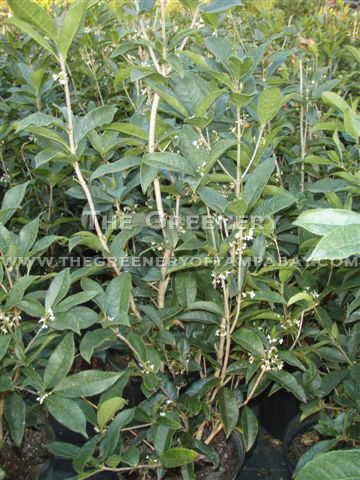 Tea Olive