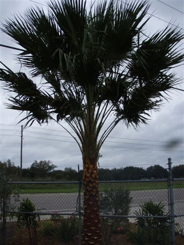 Nitida Palm