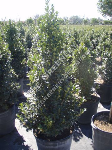 Oakland Holly