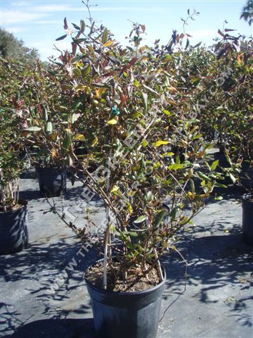 Honeysuckle