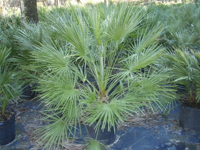 European Fan Palm