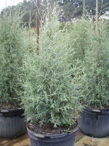 Arizona Cypress Tree