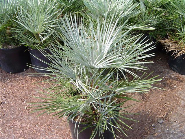 Silver European Fan Palm