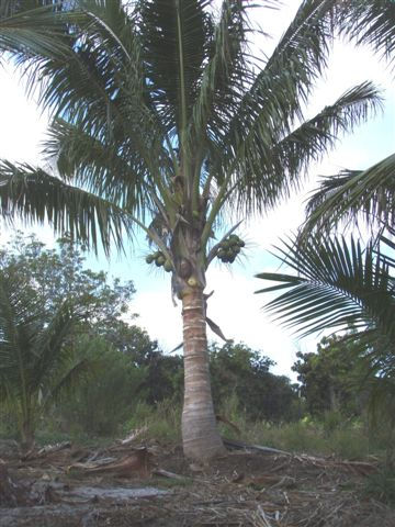 Coconut Palm