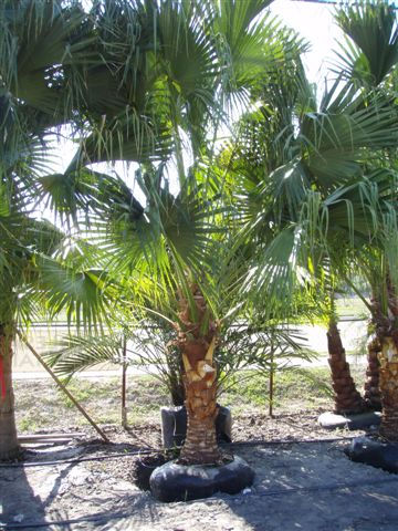 Chinese Fan Palm with Greenery Cut