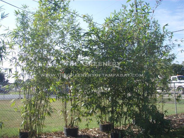 Oldhamii Bamboo