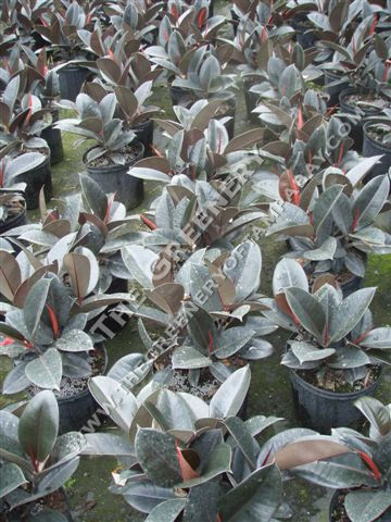 Rubber Plants