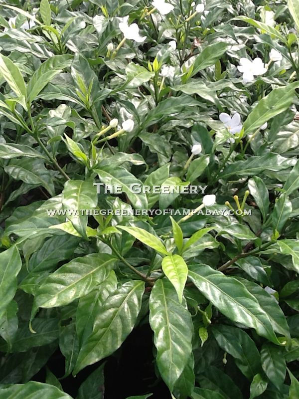 Pinwheel Jasmine