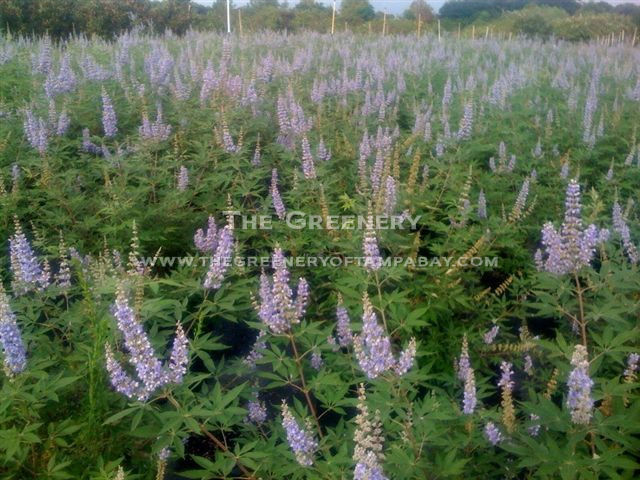 Vitex