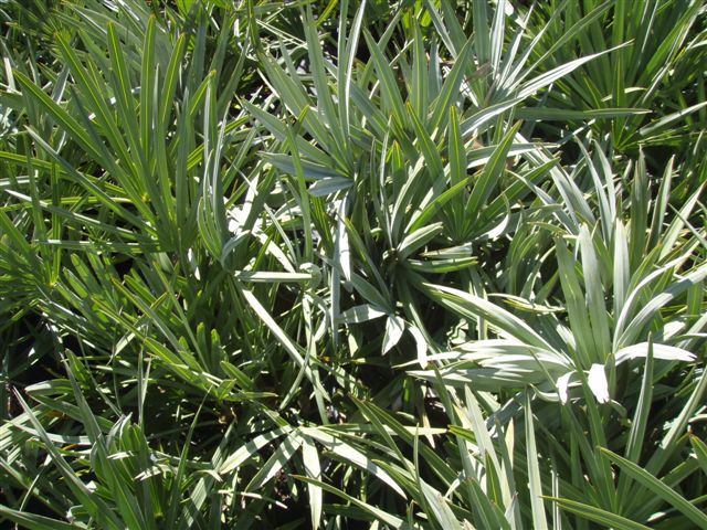 Silver Palmetto