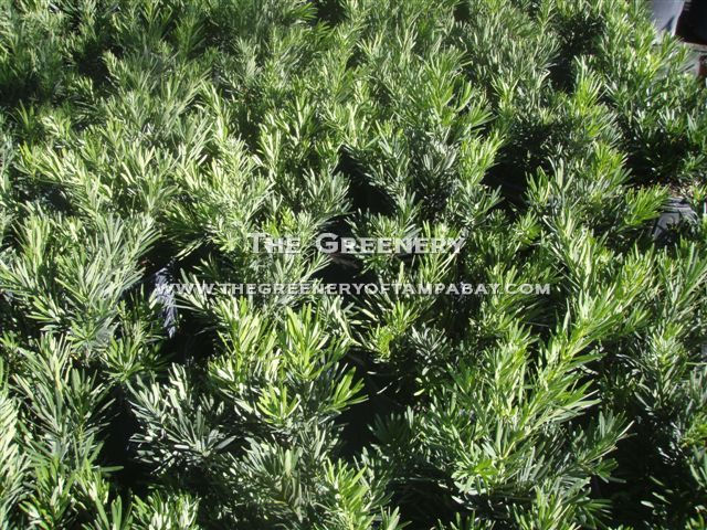 Pringle Podocarpus