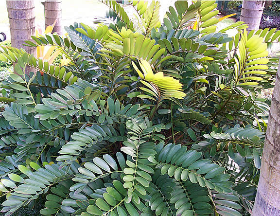 Card Board Palm
