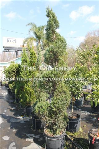 Evergreen Spiral Topiary