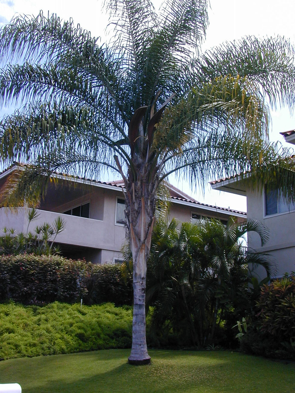 Queen Palm