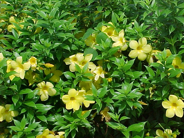 Alamanda