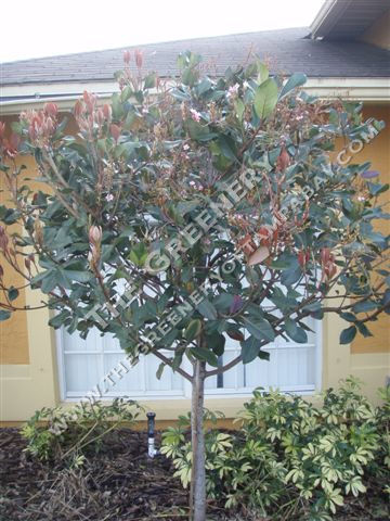 Majestic Beauty Tree