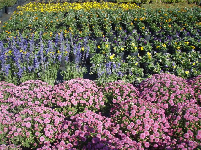 Perennials