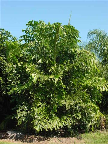 Fishtail Palm