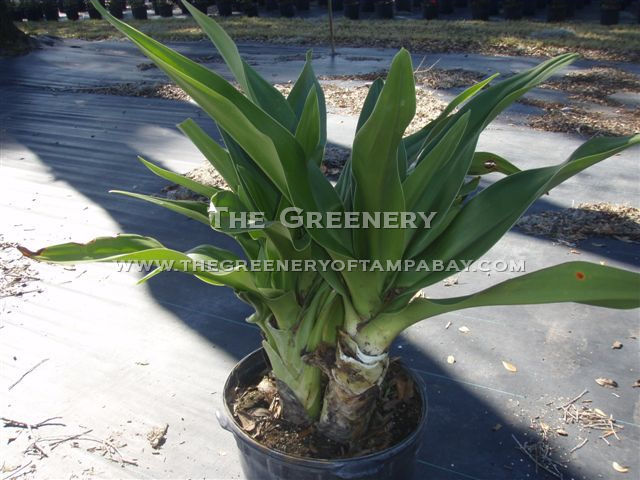 Crinum Lilly