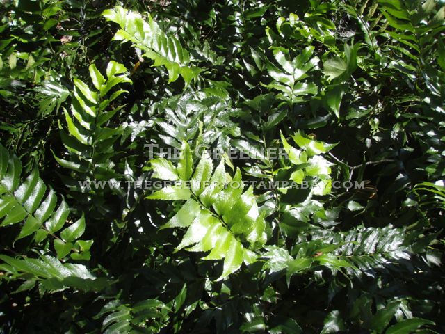 Holly Fern
