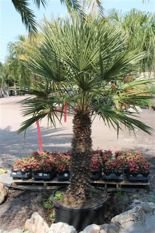 European Fan Palm Single Trunked