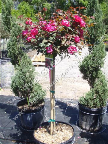Standard Knock Out Roses