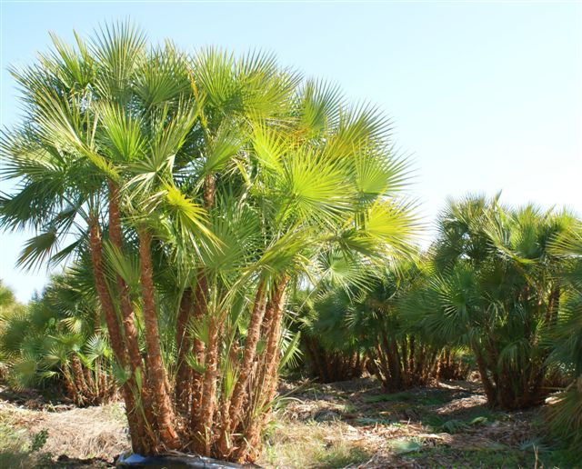 Paurotis Palm