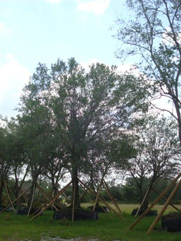 Live Oak Extra Large