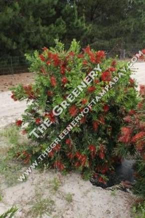 McCarthur Bottlebrush